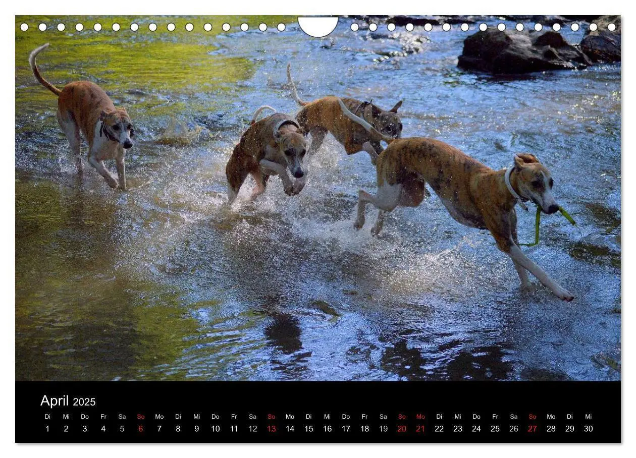 Bild: 9783435634910 | Whippets in Aktion (Wandkalender 2025 DIN A4 quer), CALVENDO...