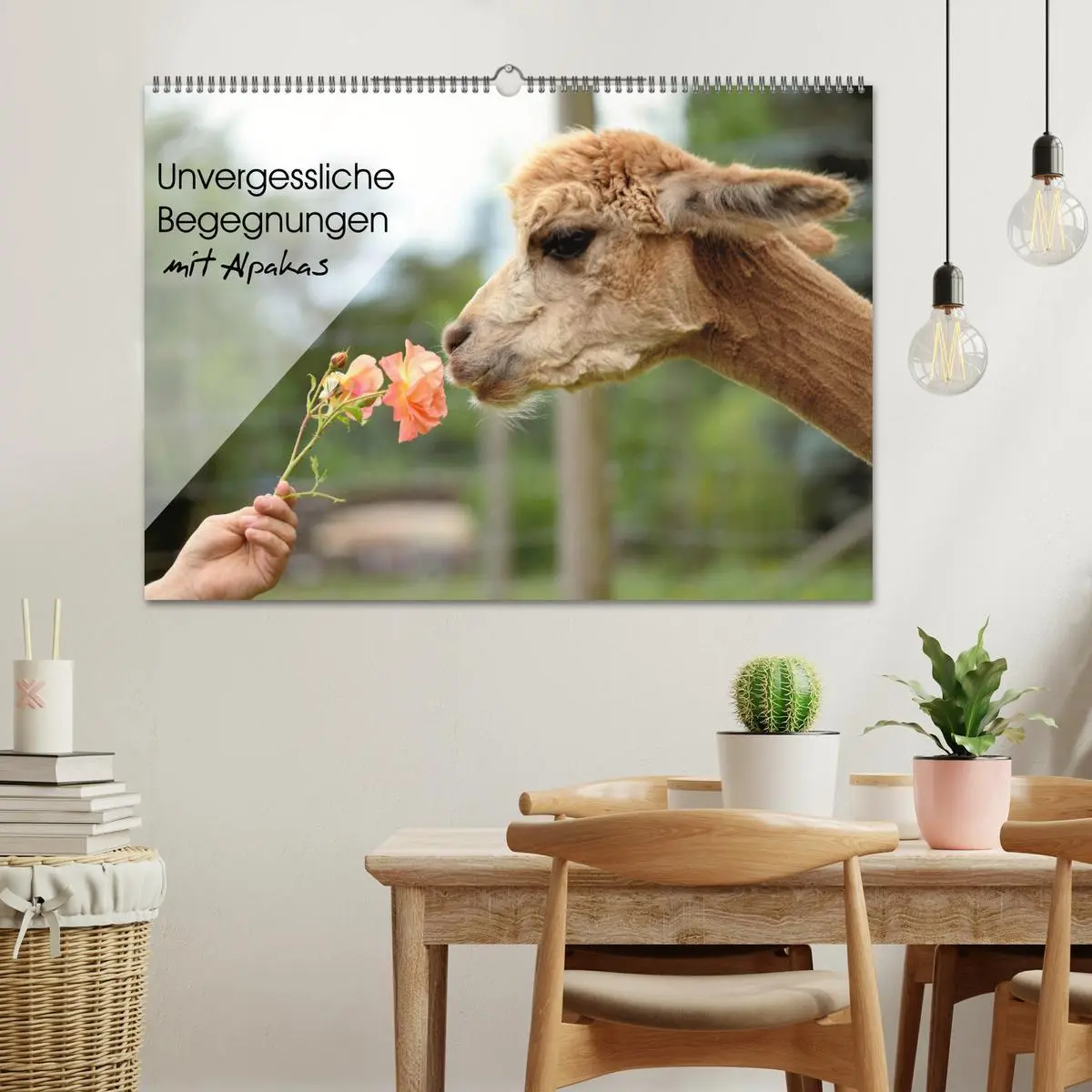 Bild: 9783457855010 | Unvergessliche Begegnungen mit Alpakas (Wandkalender 2026 DIN A2...