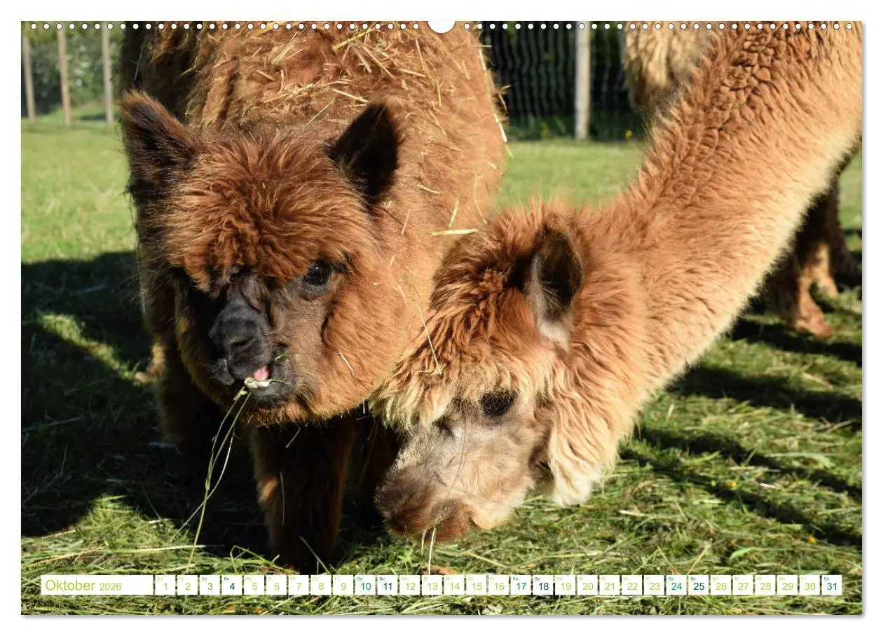 Bild: 9783457855010 | Unvergessliche Begegnungen mit Alpakas (Wandkalender 2026 DIN A2...