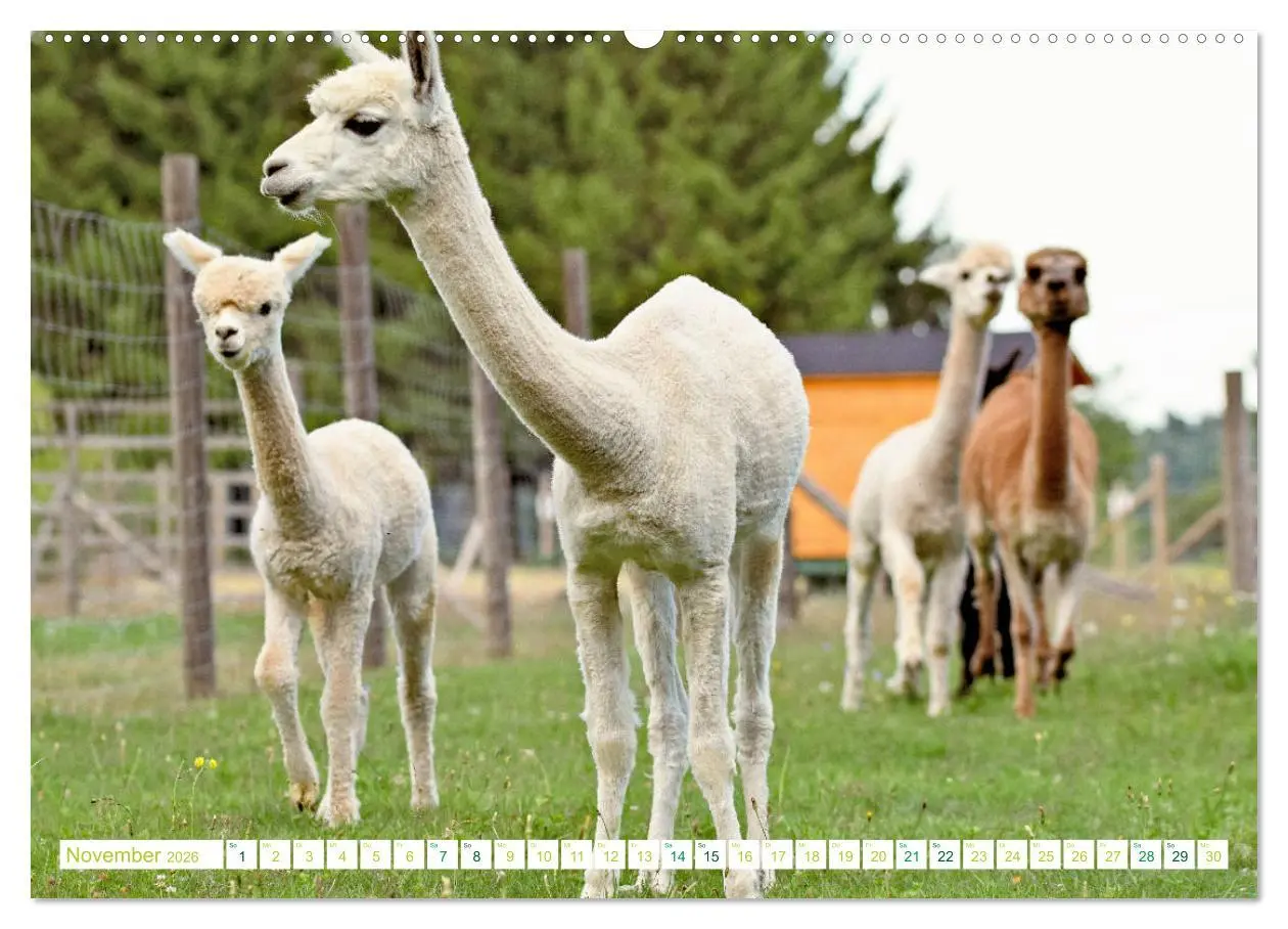 Bild: 9783457855010 | Unvergessliche Begegnungen mit Alpakas (Wandkalender 2026 DIN A2...