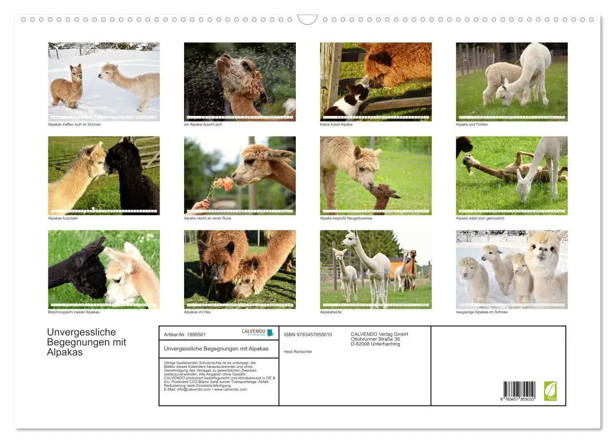 Bild: 9783457855010 | Unvergessliche Begegnungen mit Alpakas (Wandkalender 2026 DIN A2...