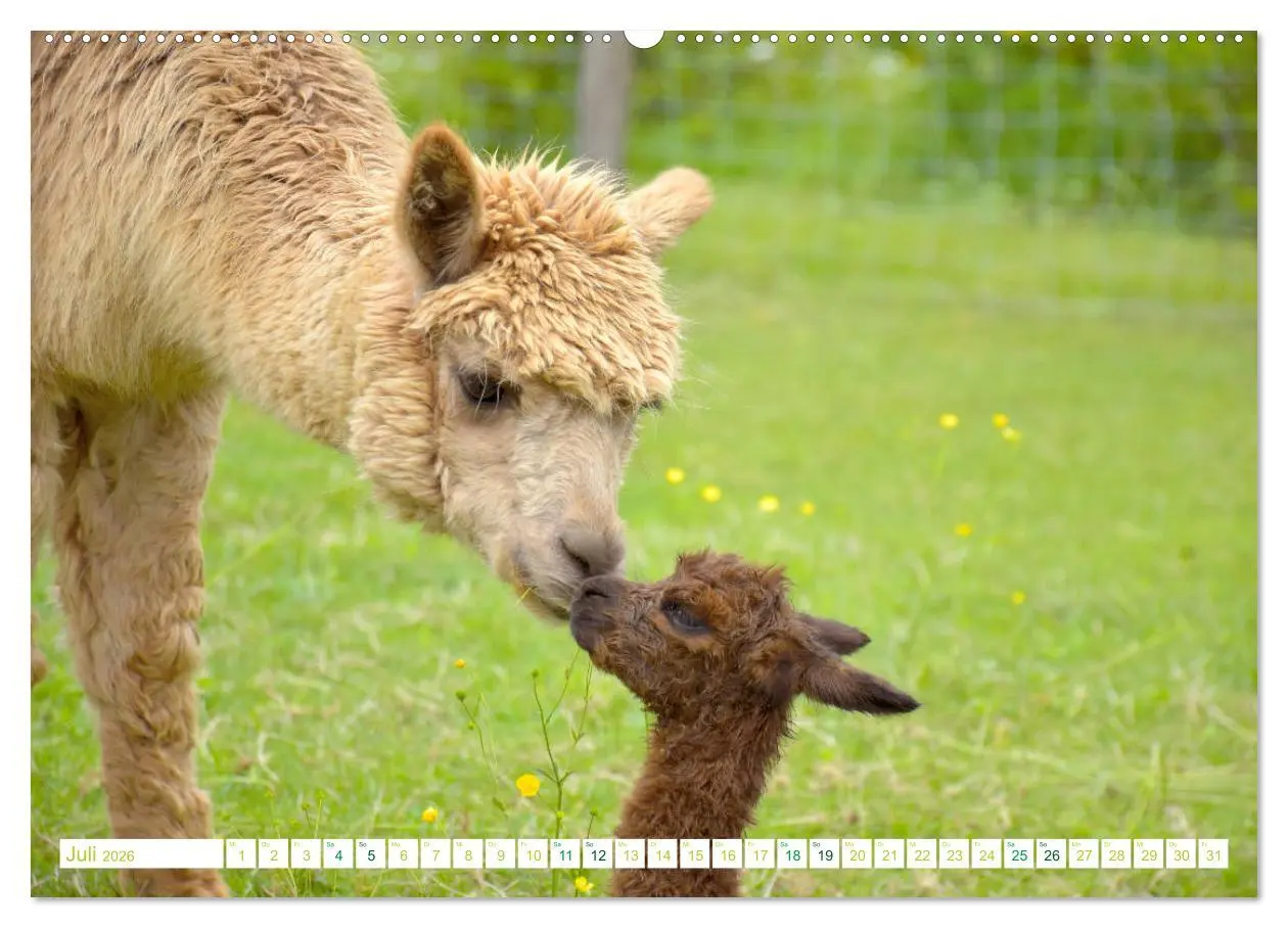 Bild: 9783457855010 | Unvergessliche Begegnungen mit Alpakas (Wandkalender 2026 DIN A2...