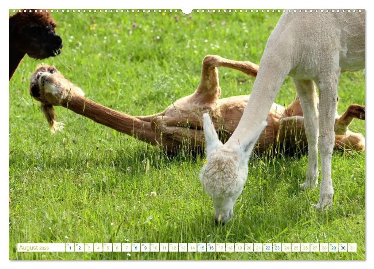 Bild: 9783457855010 | Unvergessliche Begegnungen mit Alpakas (Wandkalender 2026 DIN A2...