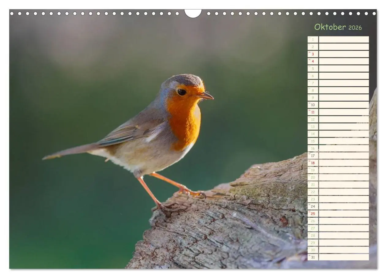 Bild: 9783516015010 | Gefiederte Schönheiten - Das Rotkehlchen / Planer (Wandkalender...