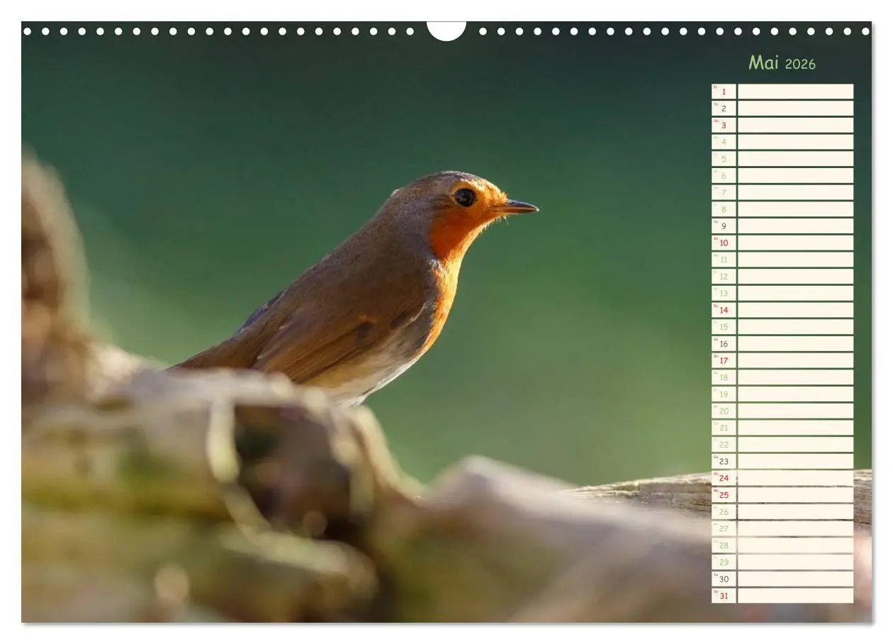 Bild: 9783516015010 | Gefiederte Schönheiten - Das Rotkehlchen / Planer (Wandkalender...