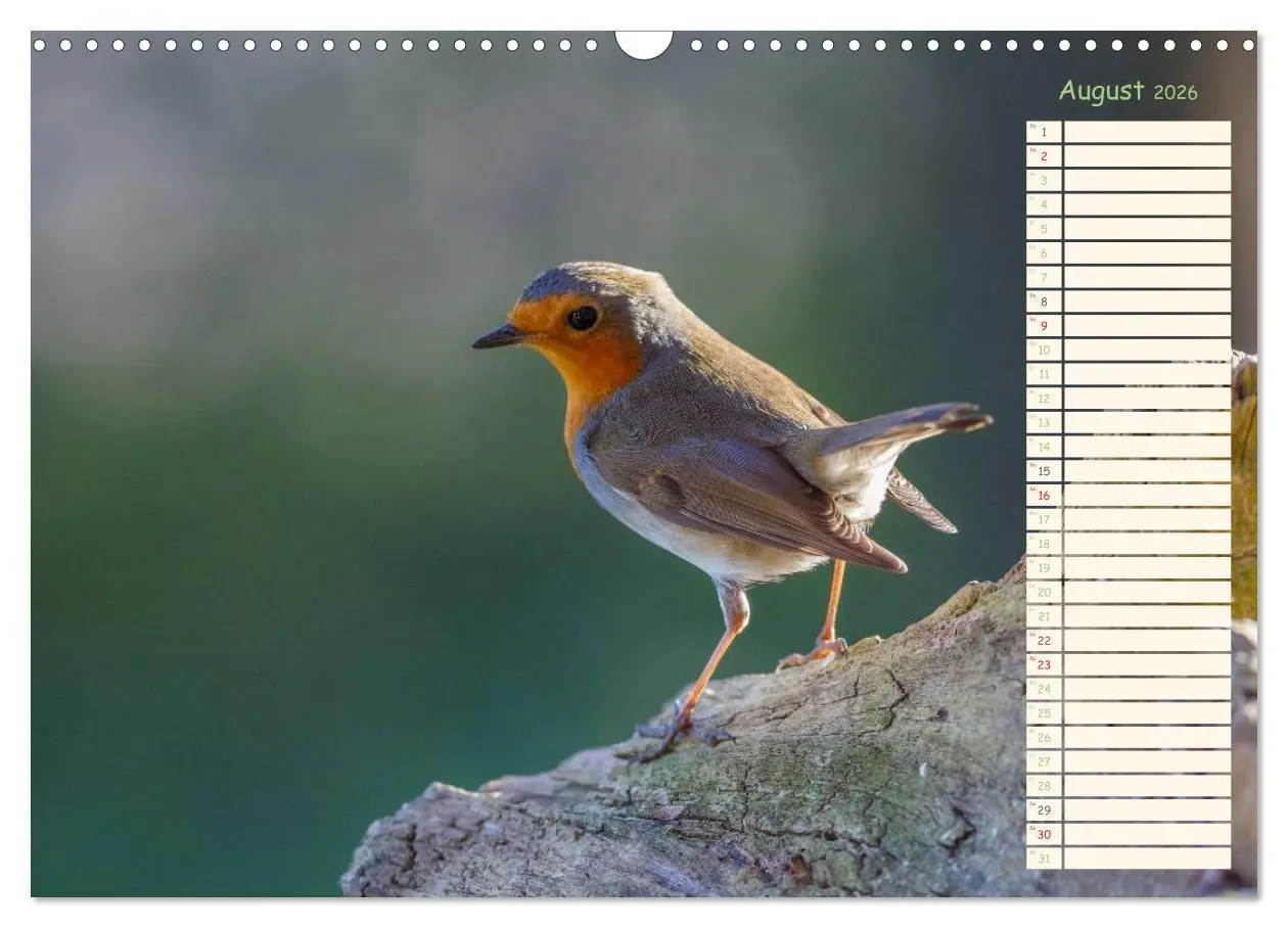 Bild: 9783516015010 | Gefiederte Schönheiten - Das Rotkehlchen / Planer (Wandkalender...