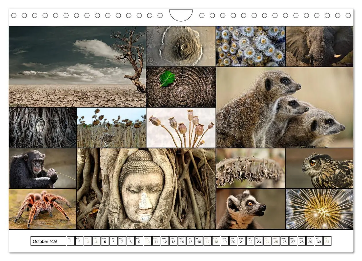 Bild: 9783516555110 | Colour Symphonies of the Earth (Wall Calendar 2026 DIN A4...