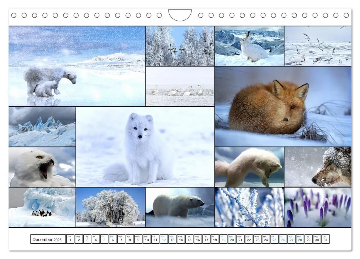 Bild: 9783516555110 | Colour Symphonies of the Earth (Wall Calendar 2026 DIN A4...