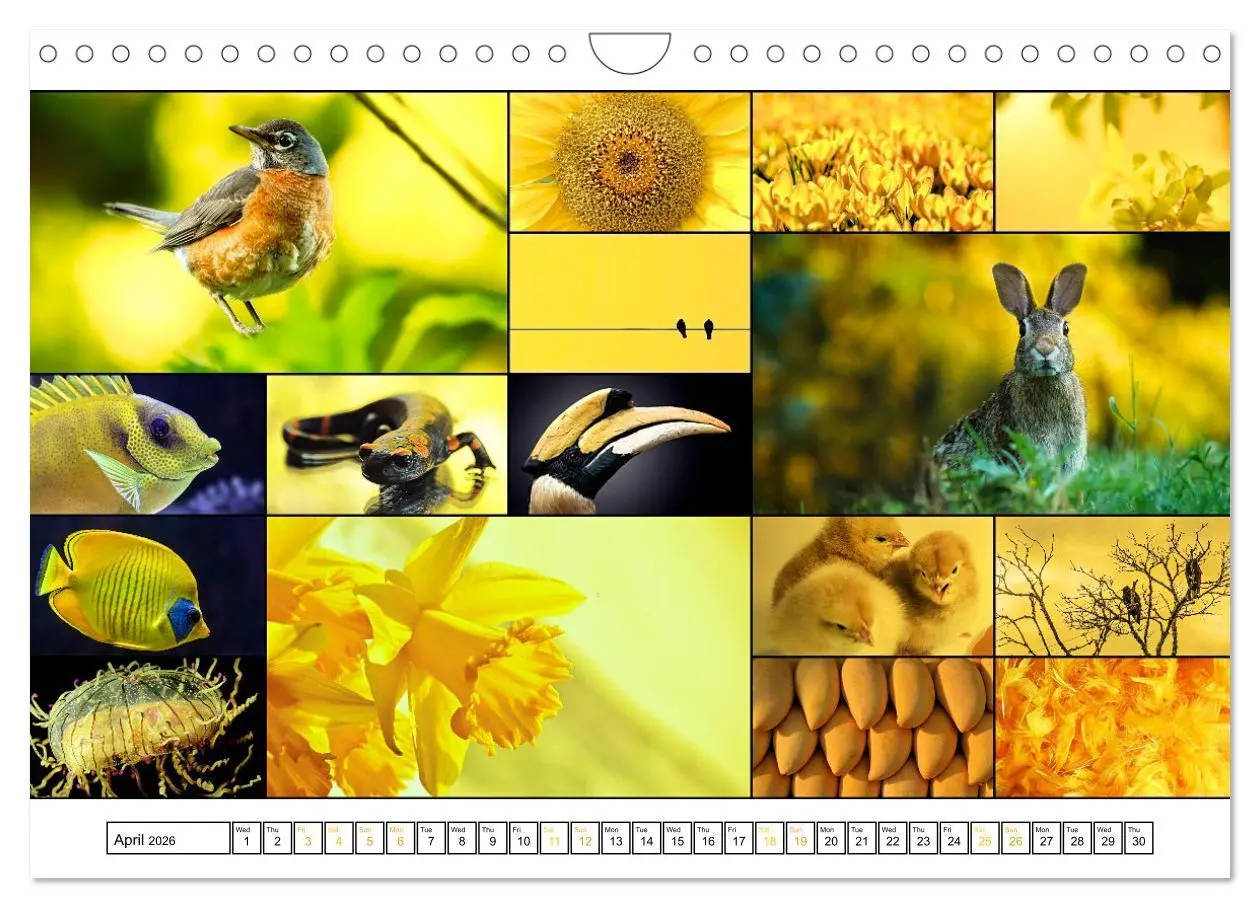 Bild: 9783516555110 | Colour Symphonies of the Earth (Wall Calendar 2026 DIN A4...