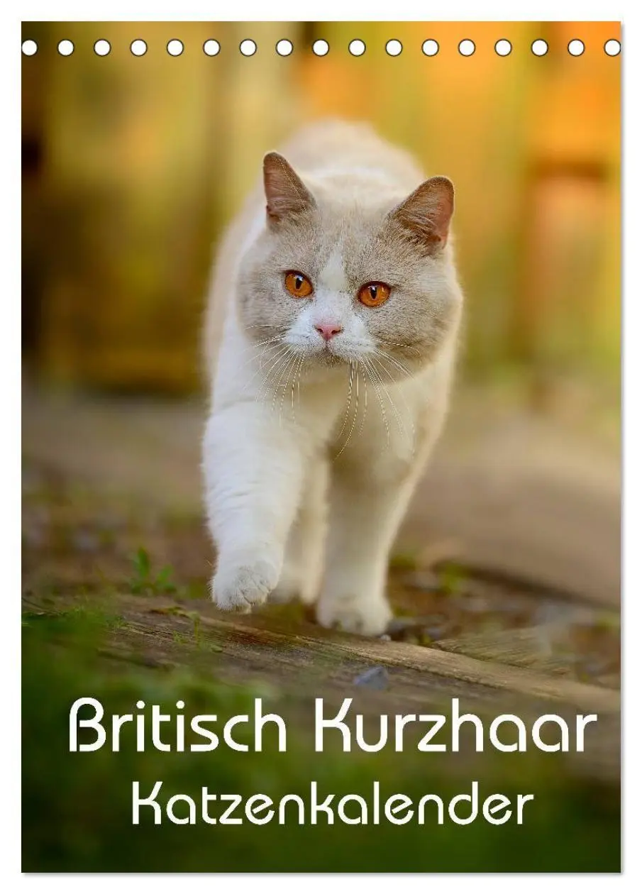 Cover: 9783594155110 | Britisch Kurzhaar Katzenkalender (Tischkalender 2027 DIN A5 hoch),...