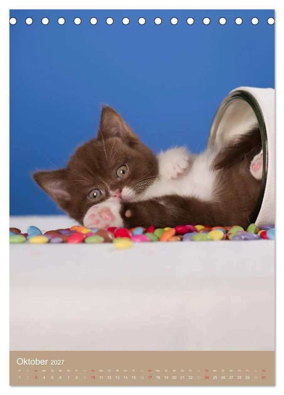 Bild: 9783594155110 | Britisch Kurzhaar Katzenkalender (Tischkalender 2027 DIN A5 hoch),...