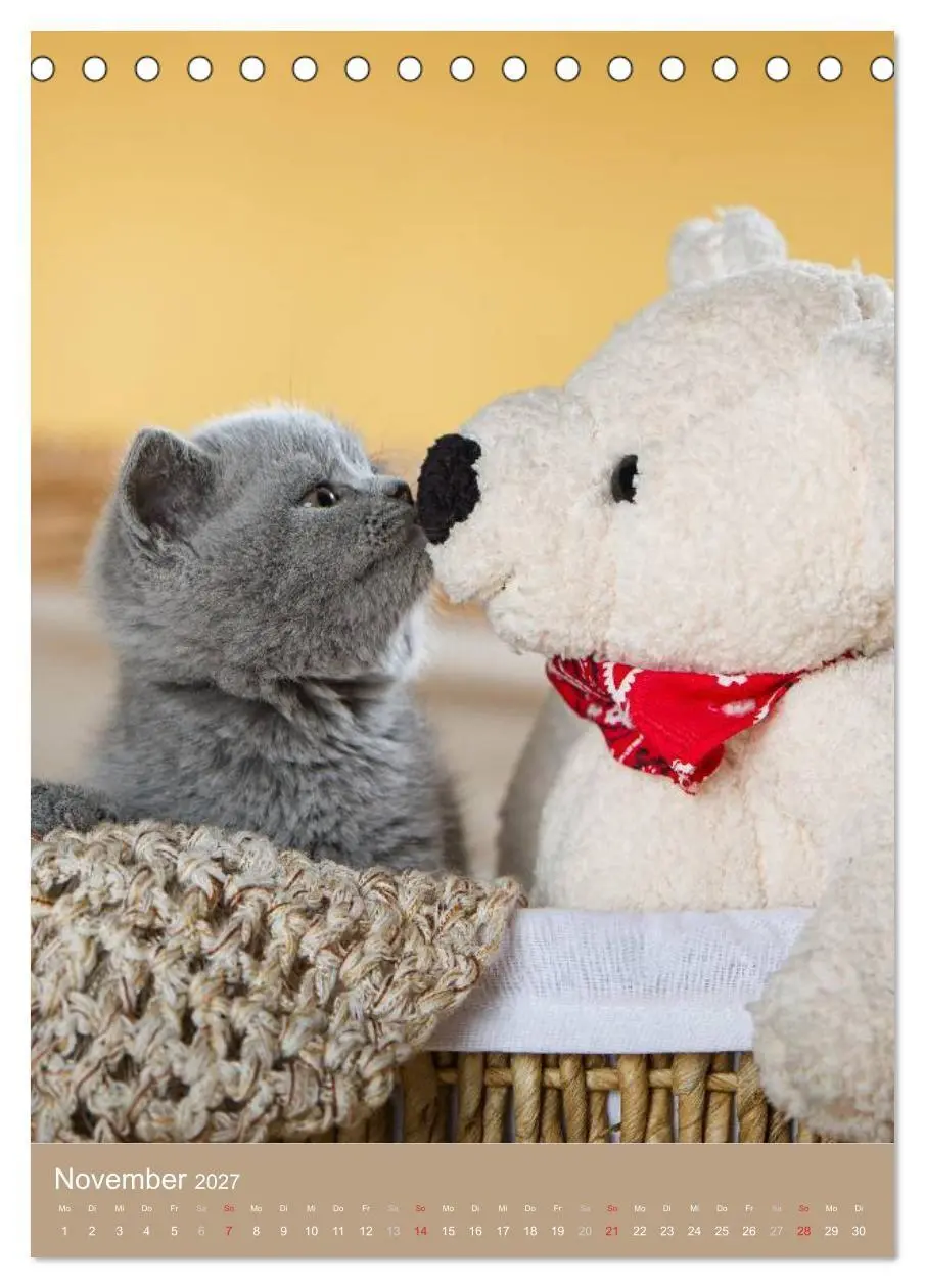 Bild: 9783594155110 | Britisch Kurzhaar Katzenkalender (Tischkalender 2027 DIN A5 hoch),...