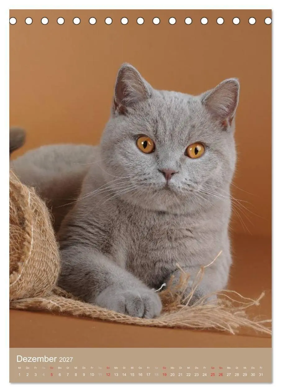 Bild: 9783594155110 | Britisch Kurzhaar Katzenkalender (Tischkalender 2027 DIN A5 hoch),...