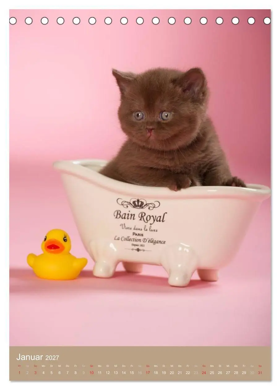 Bild: 9783594155110 | Britisch Kurzhaar Katzenkalender (Tischkalender 2027 DIN A5 hoch),...