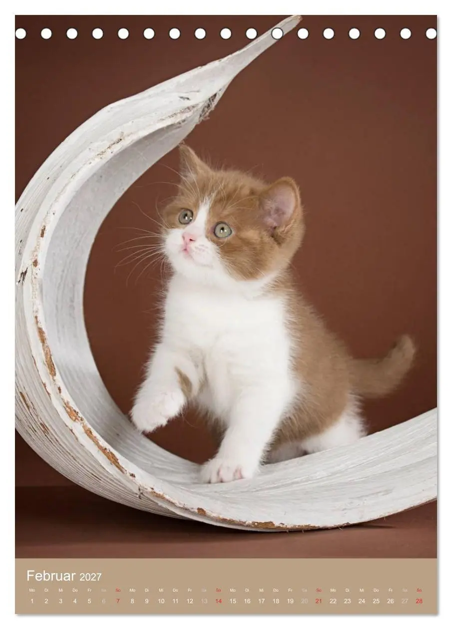 Bild: 9783594155110 | Britisch Kurzhaar Katzenkalender (Tischkalender 2027 DIN A5 hoch),...