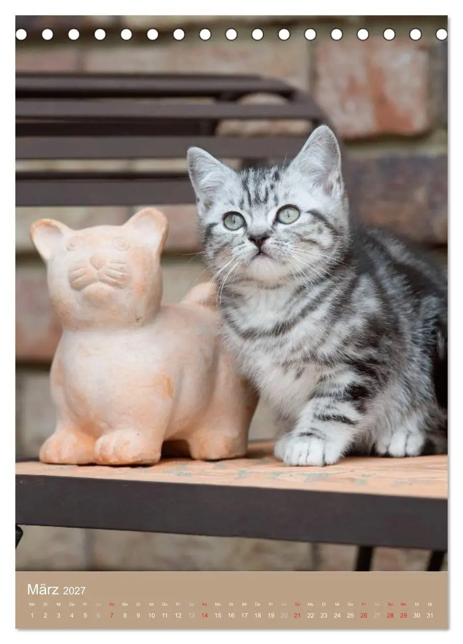 Bild: 9783594155110 | Britisch Kurzhaar Katzenkalender (Tischkalender 2027 DIN A5 hoch),...