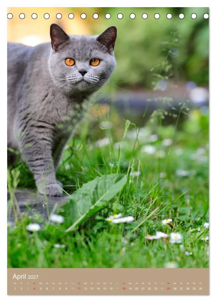 Bild: 9783594155110 | Britisch Kurzhaar Katzenkalender (Tischkalender 2027 DIN A5 hoch),...