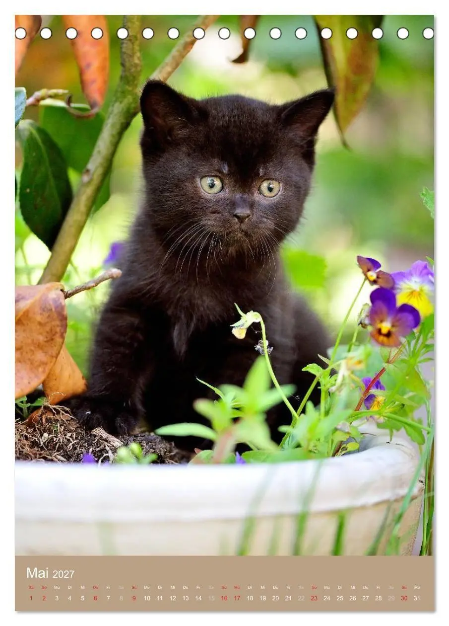 Bild: 9783594155110 | Britisch Kurzhaar Katzenkalender (Tischkalender 2027 DIN A5 hoch),...