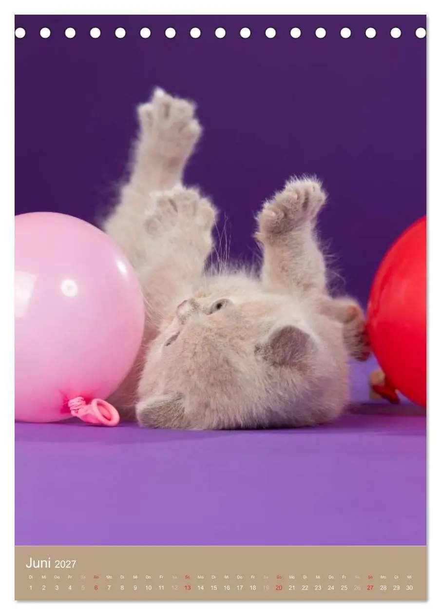 Bild: 9783594155110 | Britisch Kurzhaar Katzenkalender (Tischkalender 2027 DIN A5 hoch),...