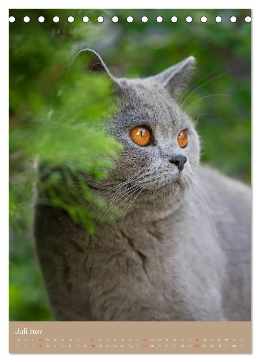 Bild: 9783594155110 | Britisch Kurzhaar Katzenkalender (Tischkalender 2027 DIN A5 hoch),...