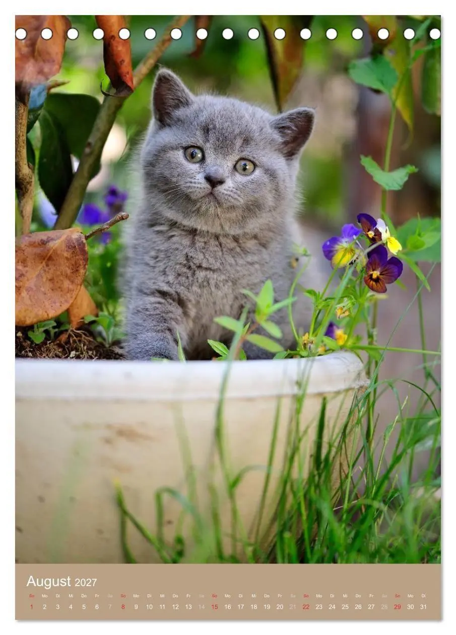 Bild: 9783594155110 | Britisch Kurzhaar Katzenkalender (Tischkalender 2027 DIN A5 hoch),...