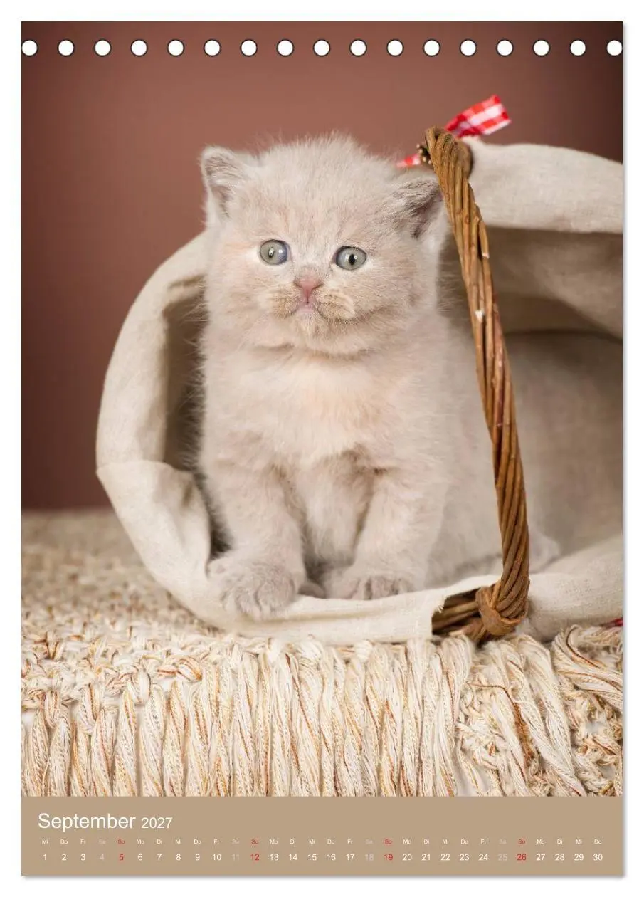 Bild: 9783594155110 | Britisch Kurzhaar Katzenkalender (Tischkalender 2027 DIN A5 hoch),...