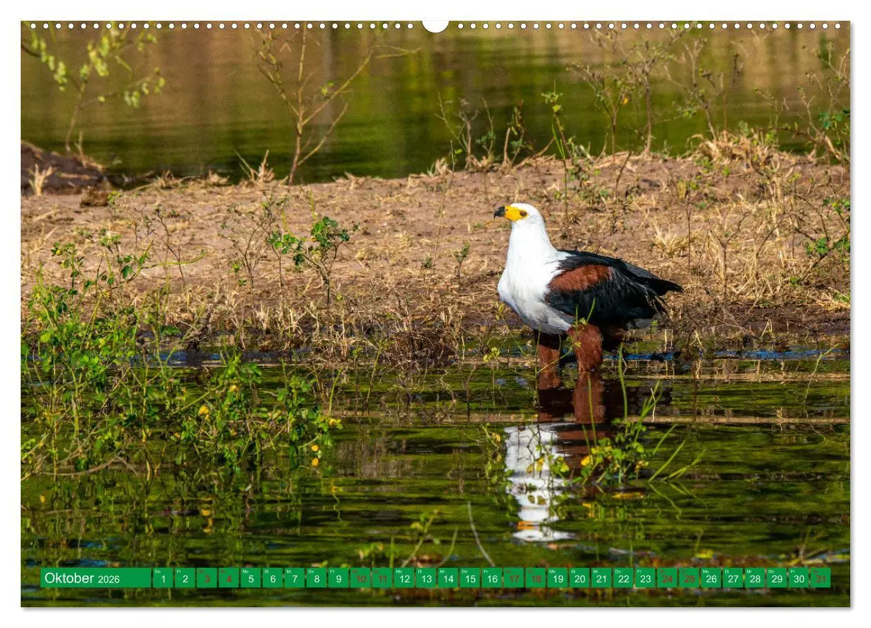 Bild: 9783457515310 | Greifvögel - wild und schön (hochwertiger Premium Wandkalender 2026...