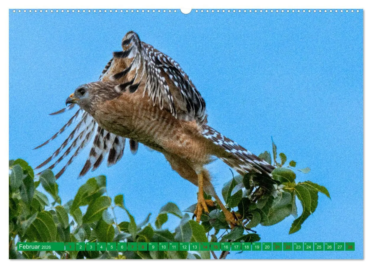 Bild: 9783457515310 | Greifvögel - wild und schön (hochwertiger Premium Wandkalender 2026...