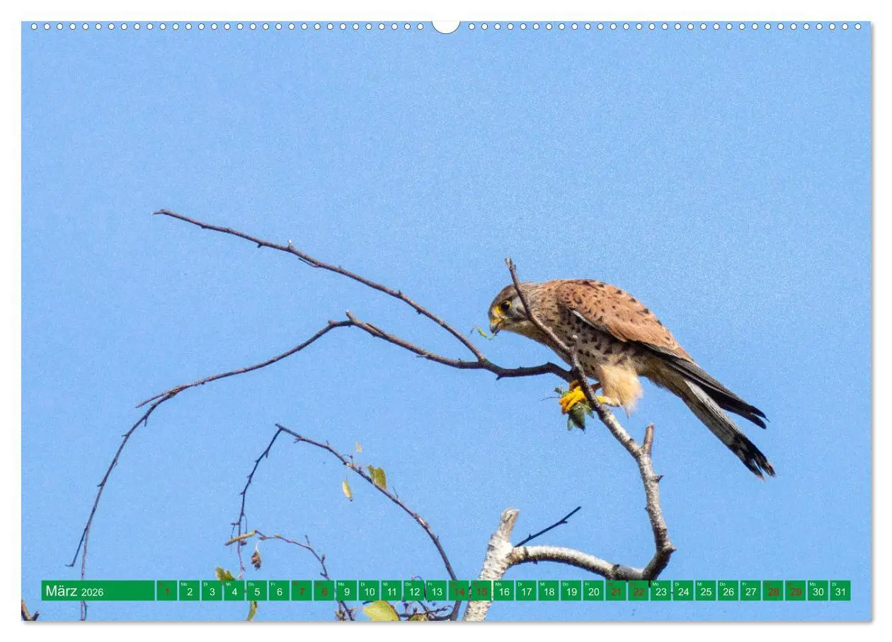 Bild: 9783457515310 | Greifvögel - wild und schön (hochwertiger Premium Wandkalender 2026...