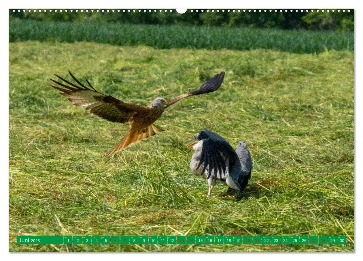 Bild: 9783457515310 | Greifvögel - wild und schön (hochwertiger Premium Wandkalender 2026...