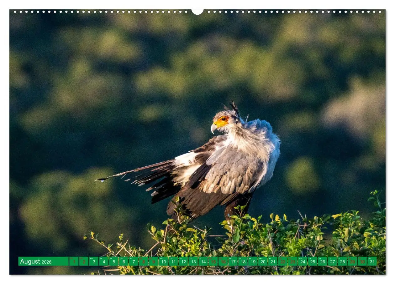 Bild: 9783457515310 | Greifvögel - wild und schön (hochwertiger Premium Wandkalender 2026...