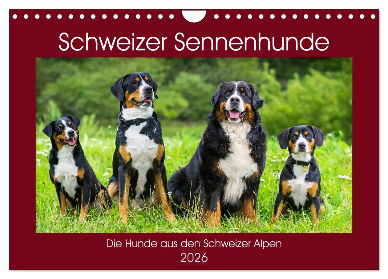Cover: 9783457825310 | Schweizer Sennenhunde - die Hunde aus den Schweizer Alpen...