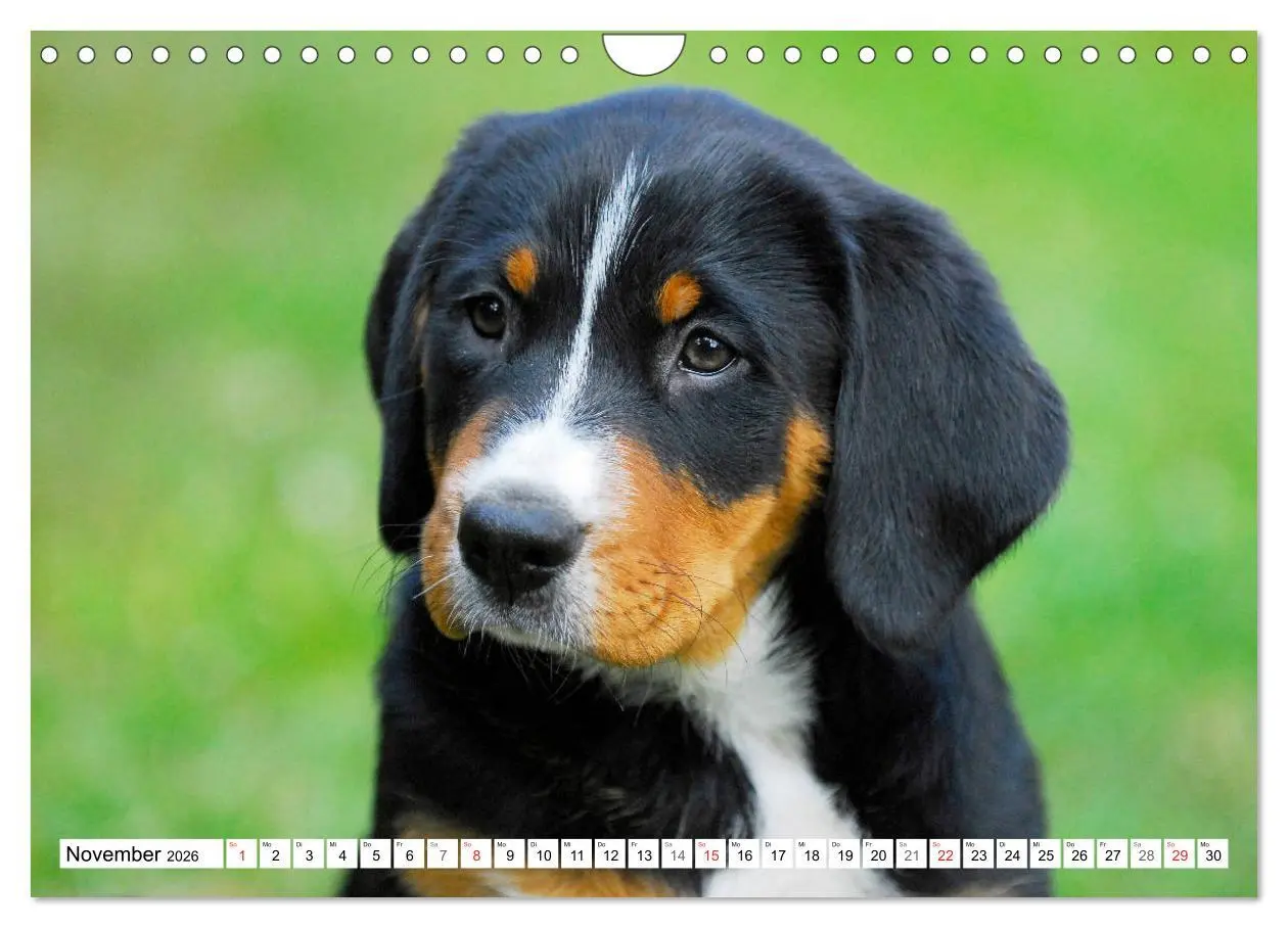Bild: 9783457825310 | Schweizer Sennenhunde - die Hunde aus den Schweizer Alpen...