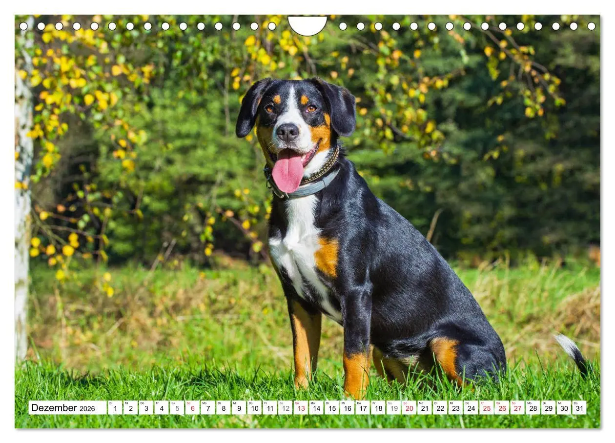 Bild: 9783457825310 | Schweizer Sennenhunde - die Hunde aus den Schweizer Alpen...