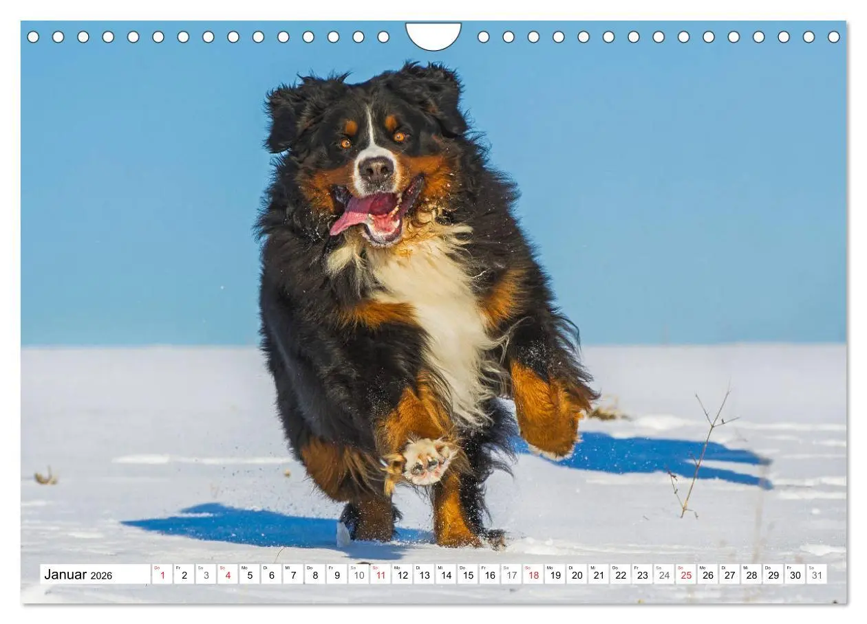 Bild: 9783457825310 | Schweizer Sennenhunde - die Hunde aus den Schweizer Alpen...
