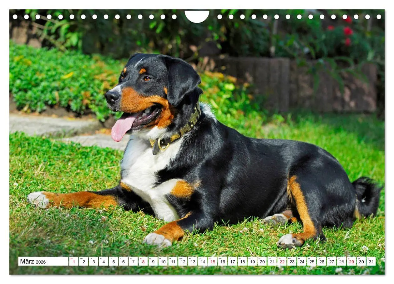 Bild: 9783457825310 | Schweizer Sennenhunde - die Hunde aus den Schweizer Alpen...