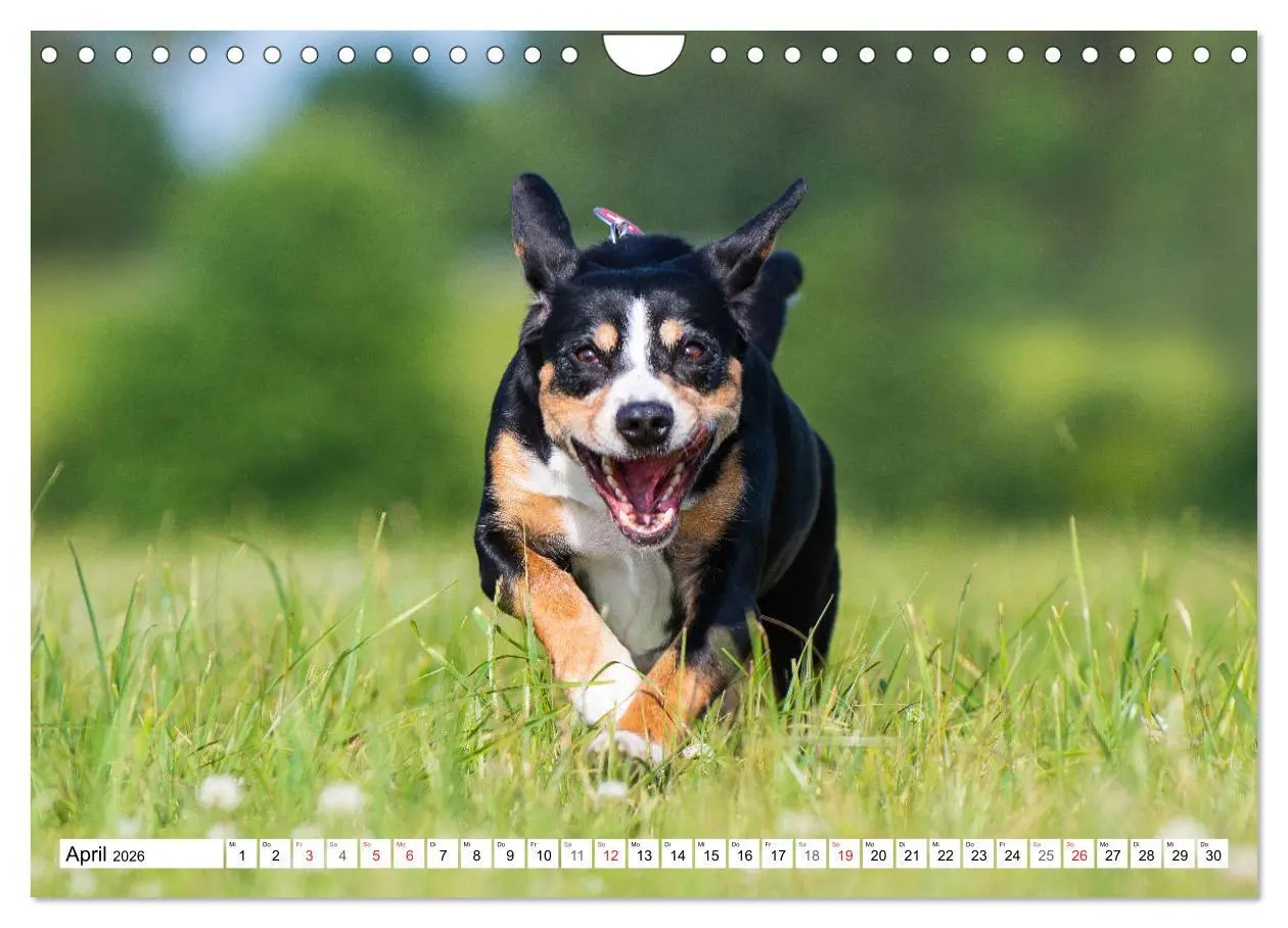 Bild: 9783457825310 | Schweizer Sennenhunde - die Hunde aus den Schweizer Alpen...