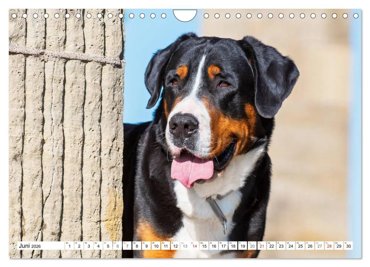 Bild: 9783457825310 | Schweizer Sennenhunde - die Hunde aus den Schweizer Alpen...