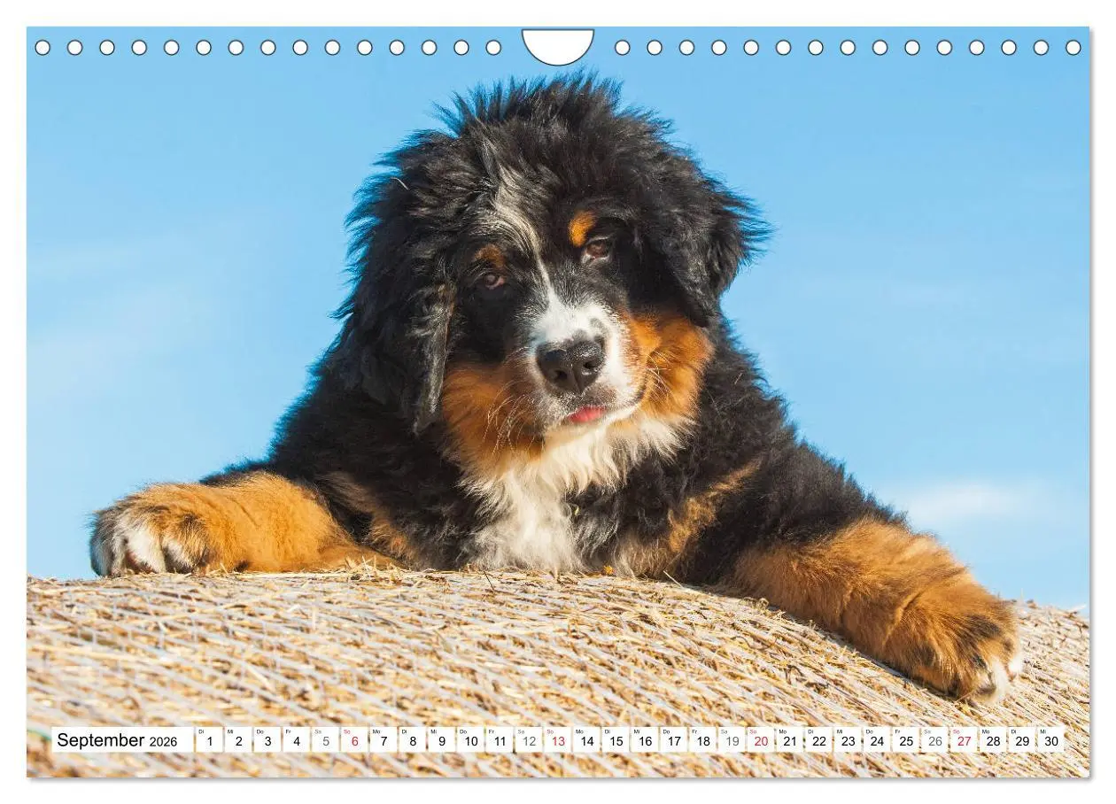 Bild: 9783457825310 | Schweizer Sennenhunde - die Hunde aus den Schweizer Alpen...