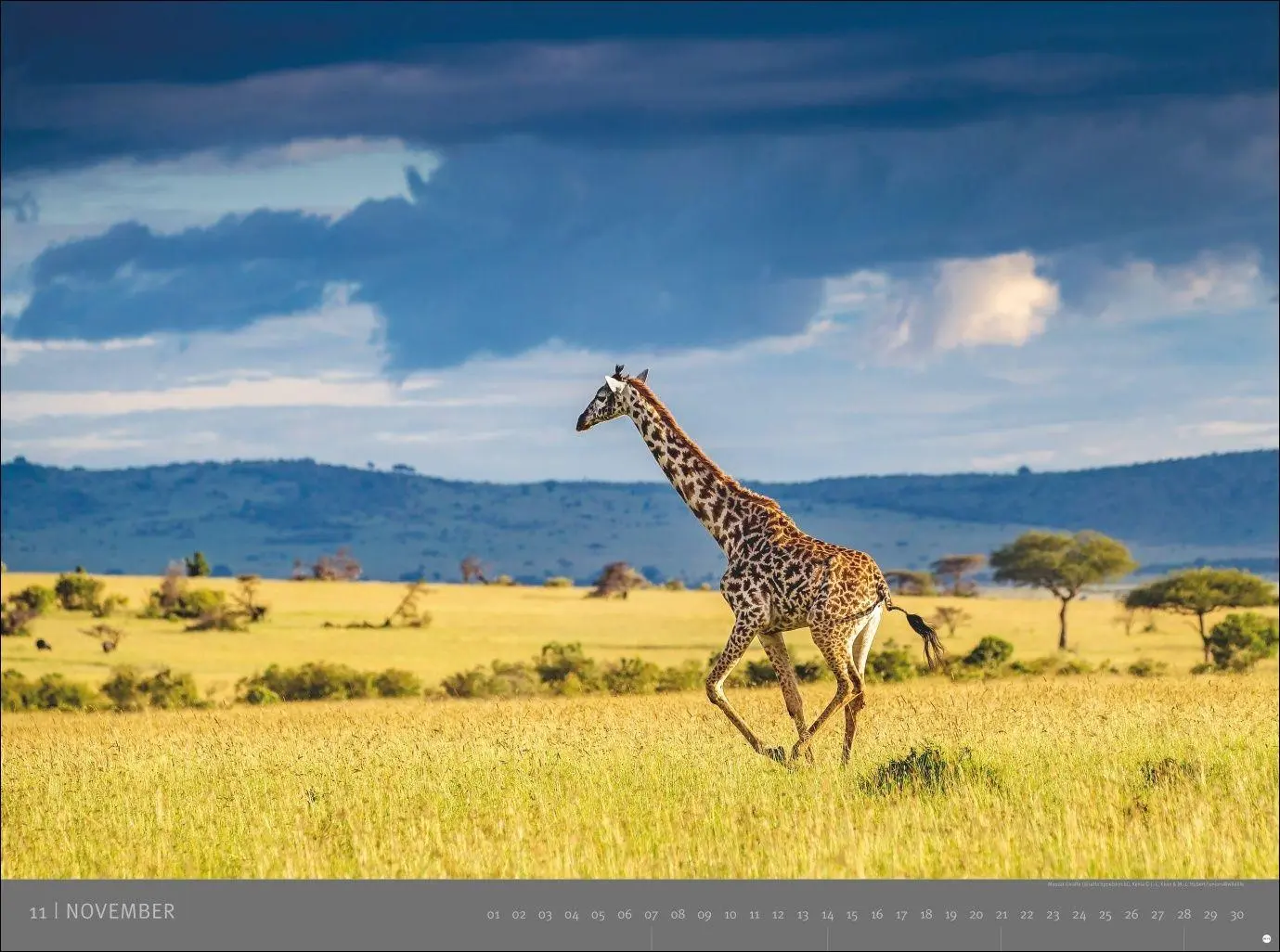 Bild: 9783756415410 | Afrika - Edition Alexander von Humboldt Kalender 2027 | Heye | 15 S.