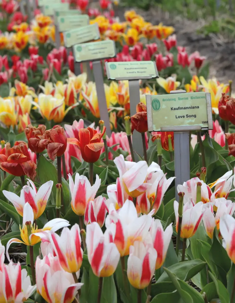 Bild: 9783961715510 | Floramour: Tulips | Karin Greiner (u. a.) | Buch | 208 S. | Deutsch