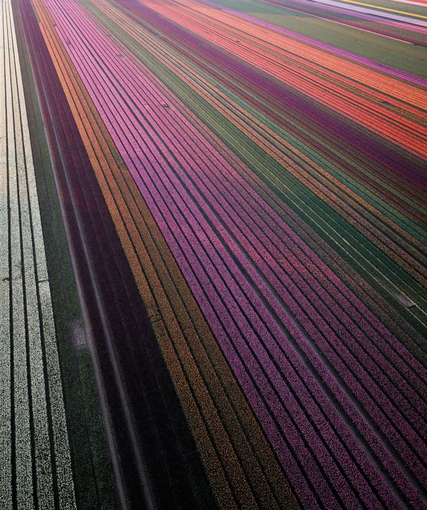 Bild: 9783961715510 | Floramour: Tulips | Karin Greiner (u. a.) | Buch | 208 S. | Deutsch