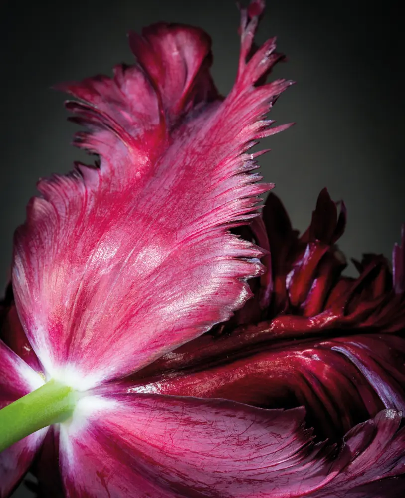 Bild: 9783961715510 | Floramour: Tulips | Karin Greiner (u. a.) | Buch | 208 S. | Deutsch
