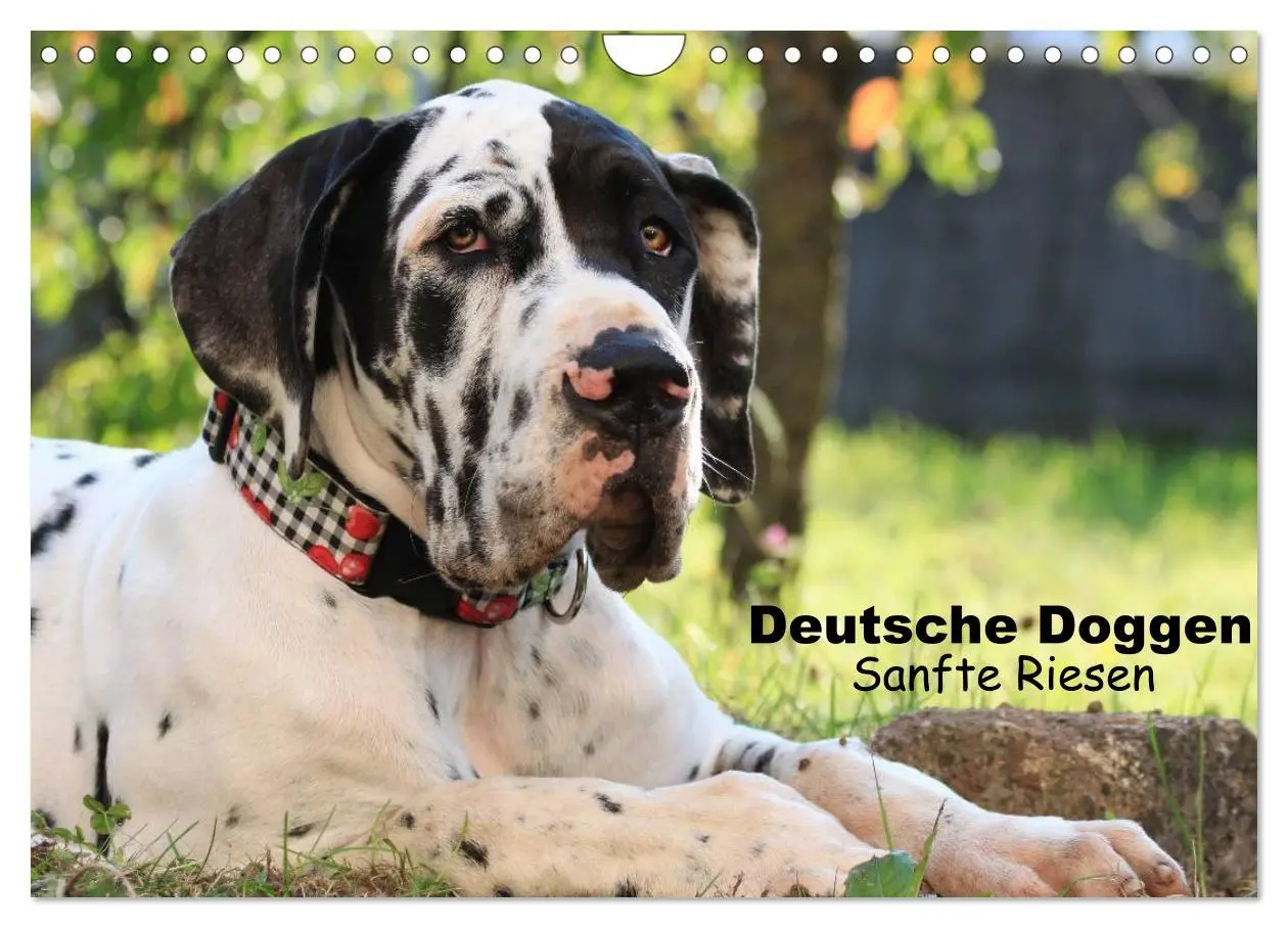 Cover: 9783457965610 | Deutsche Doggen - Sanfte Riesen (Wandkalender 2026 DIN A4 quer),...
