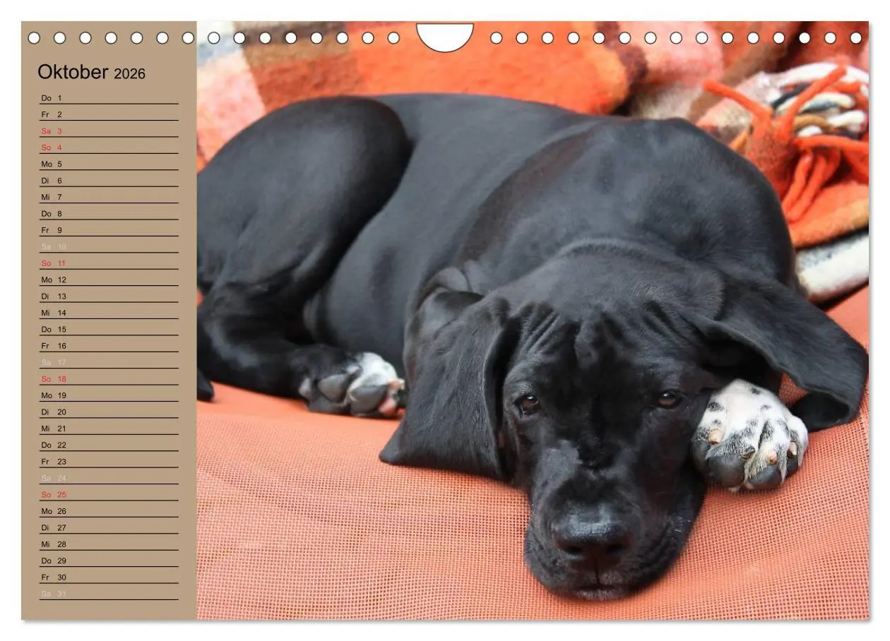 Bild: 9783457965610 | Deutsche Doggen - Sanfte Riesen (Wandkalender 2026 DIN A4 quer),...