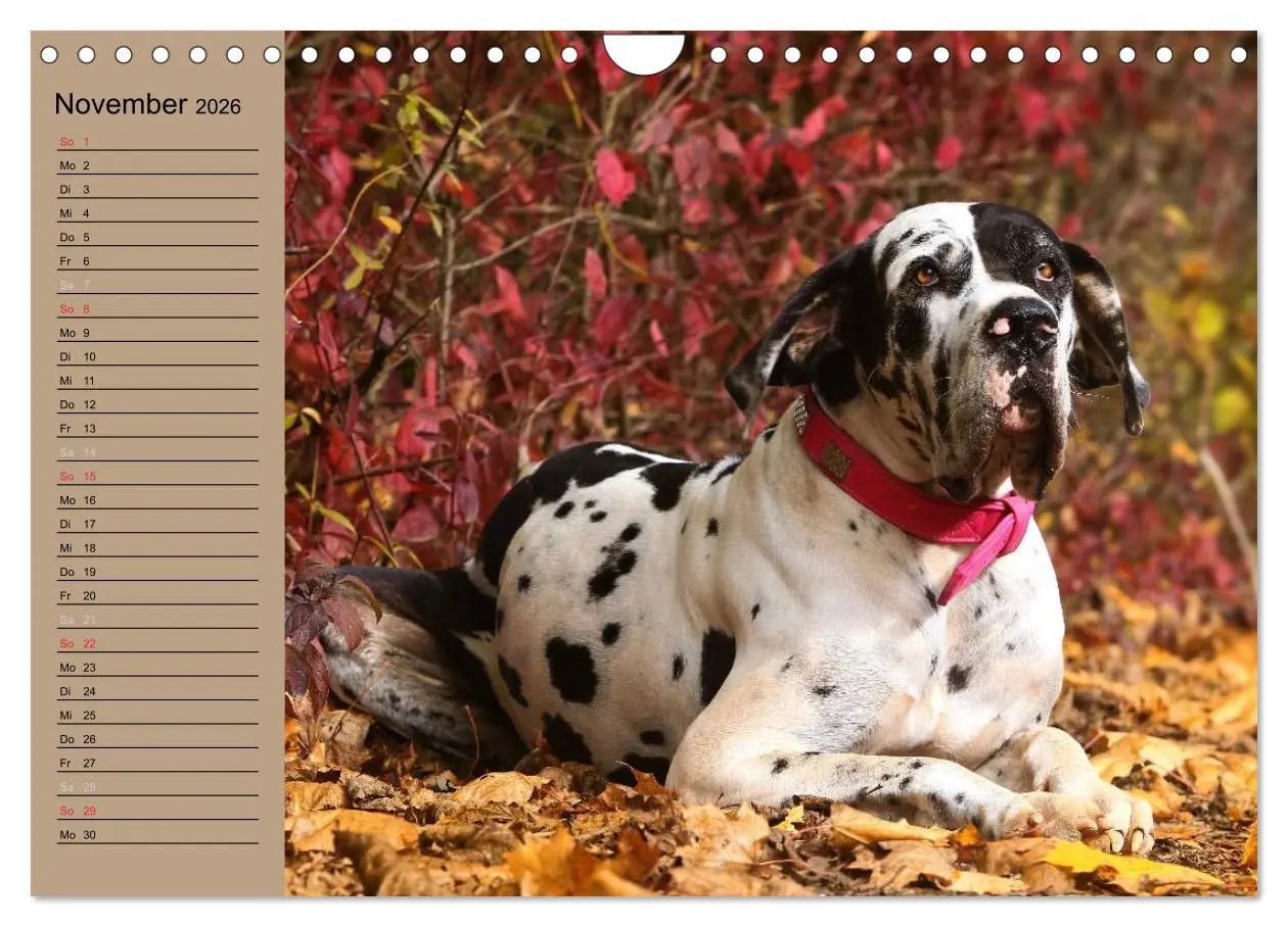 Bild: 9783457965610 | Deutsche Doggen - Sanfte Riesen (Wandkalender 2026 DIN A4 quer),...