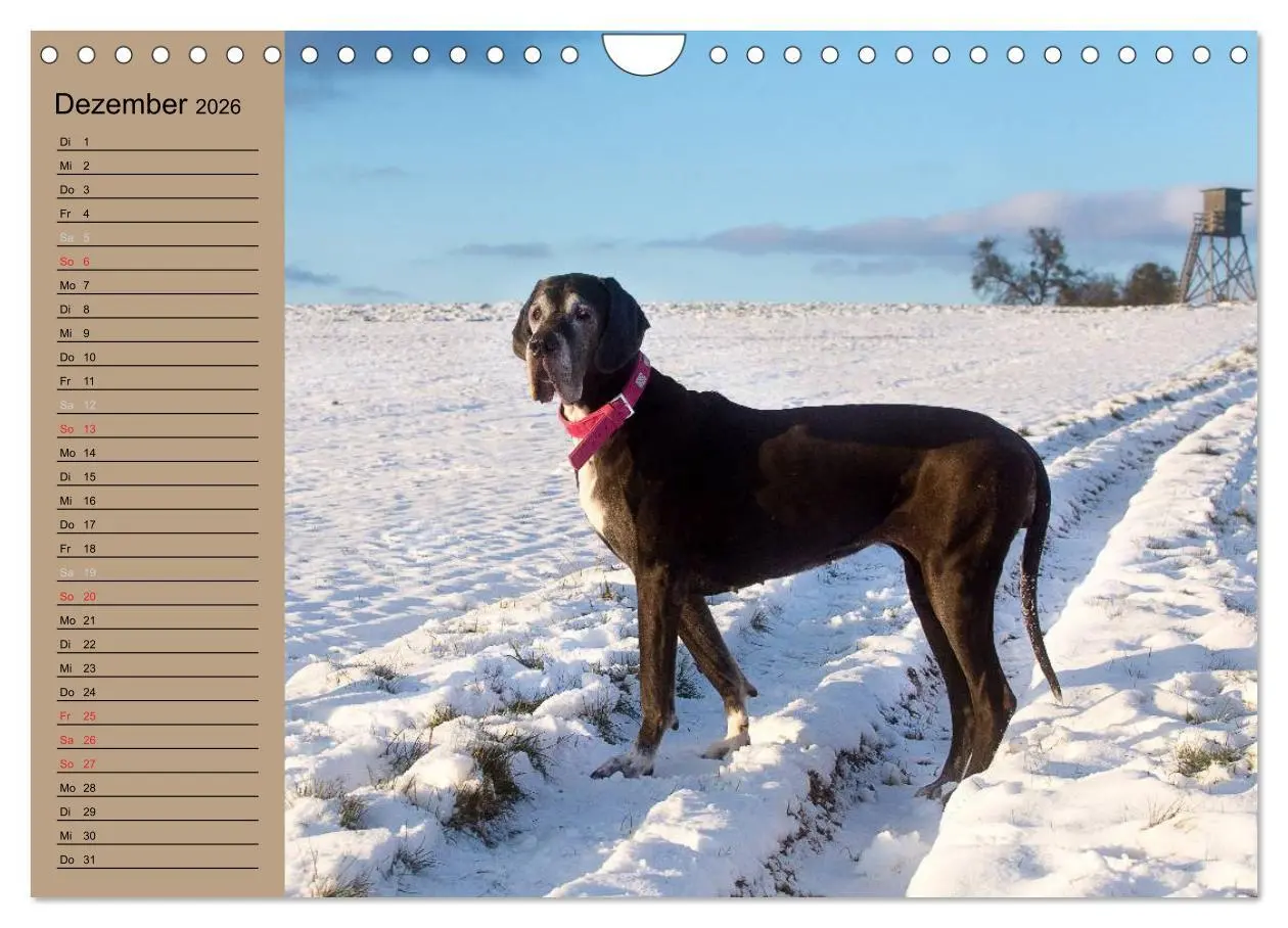 Bild: 9783457965610 | Deutsche Doggen - Sanfte Riesen (Wandkalender 2026 DIN A4 quer),...
