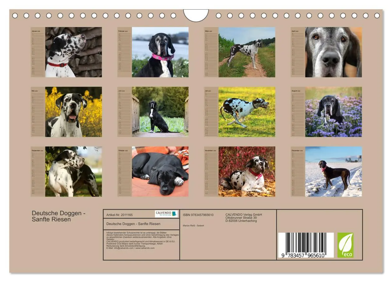 Bild: 9783457965610 | Deutsche Doggen - Sanfte Riesen (Wandkalender 2026 DIN A4 quer),...