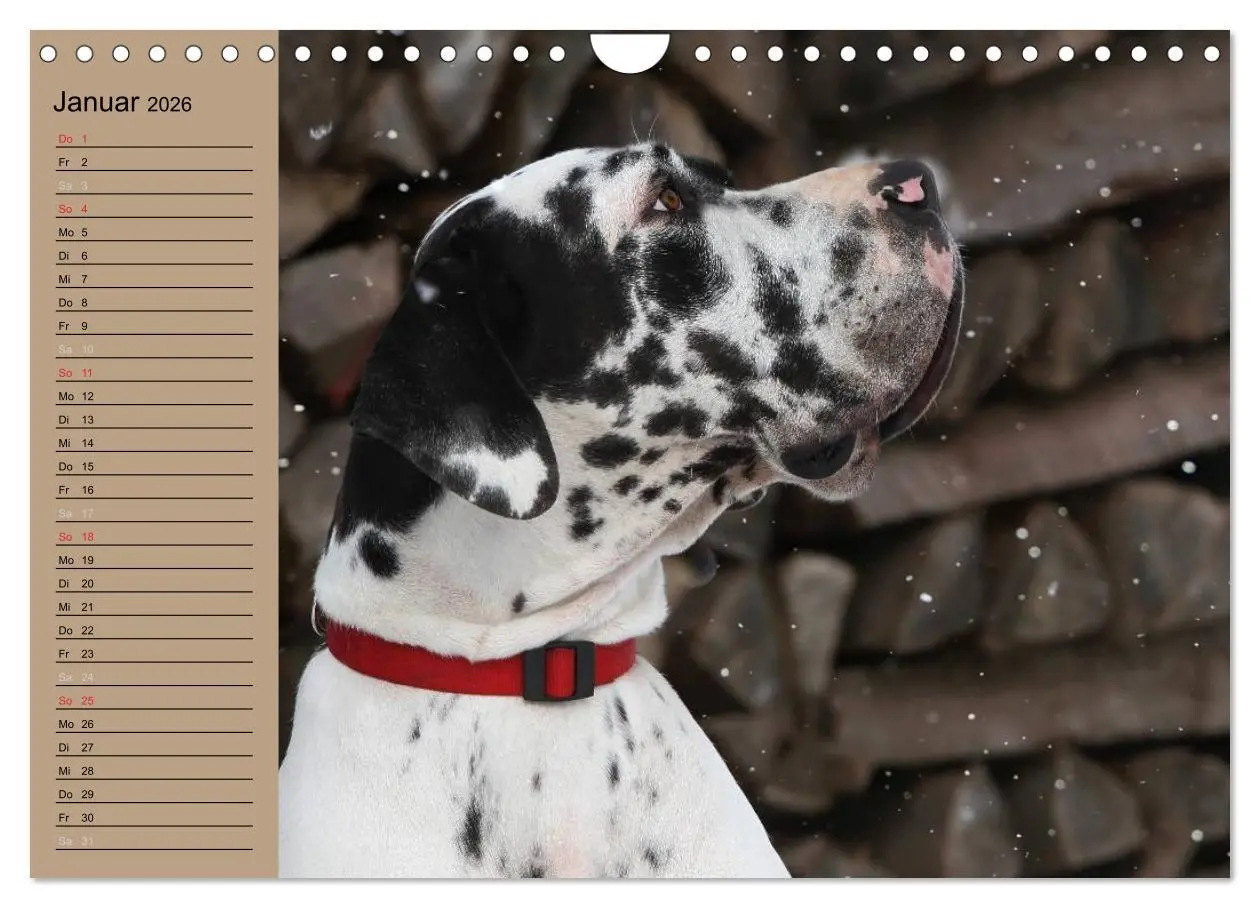 Bild: 9783457965610 | Deutsche Doggen - Sanfte Riesen (Wandkalender 2026 DIN A4 quer),...