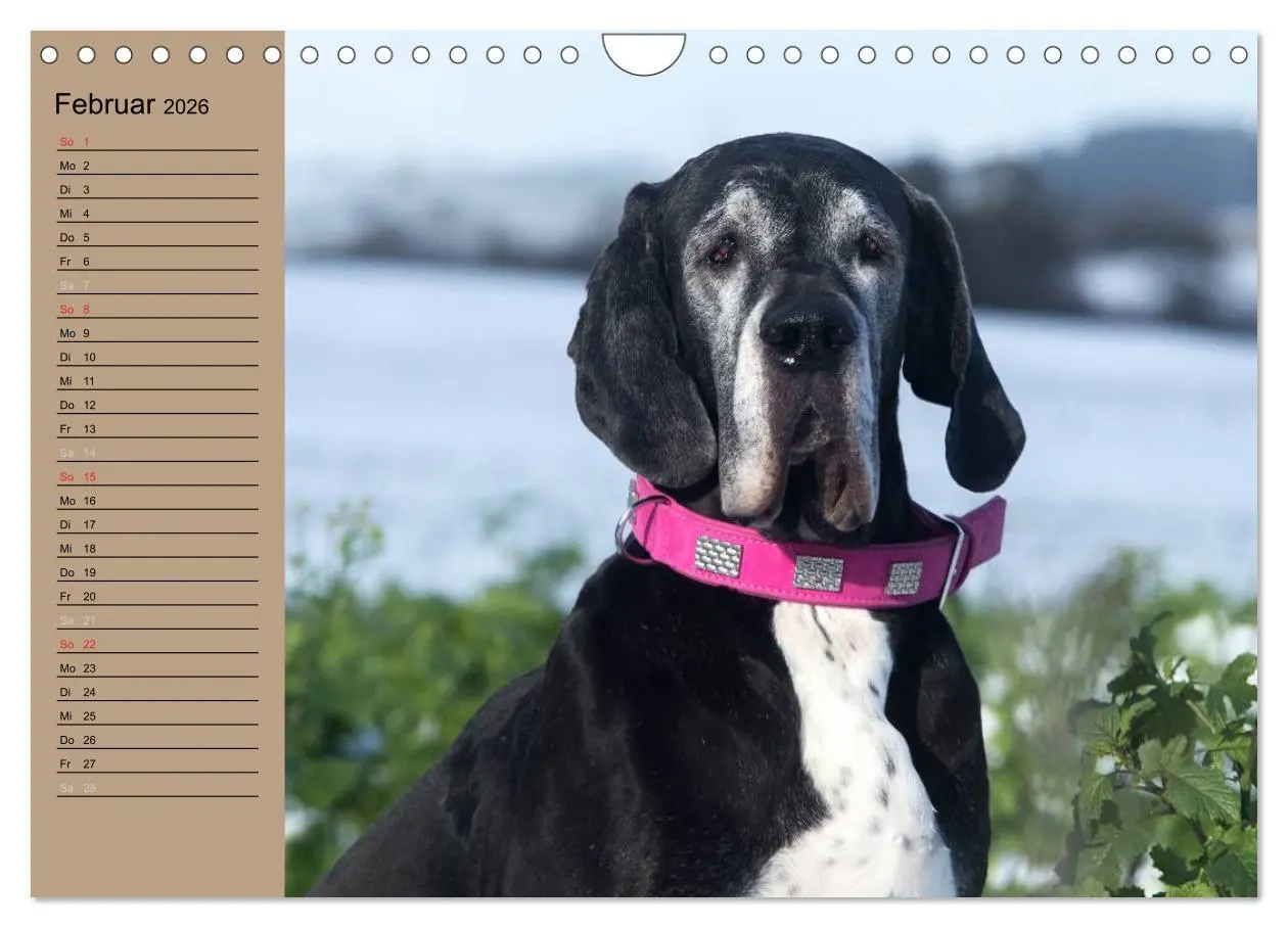 Bild: 9783457965610 | Deutsche Doggen - Sanfte Riesen (Wandkalender 2026 DIN A4 quer),...
